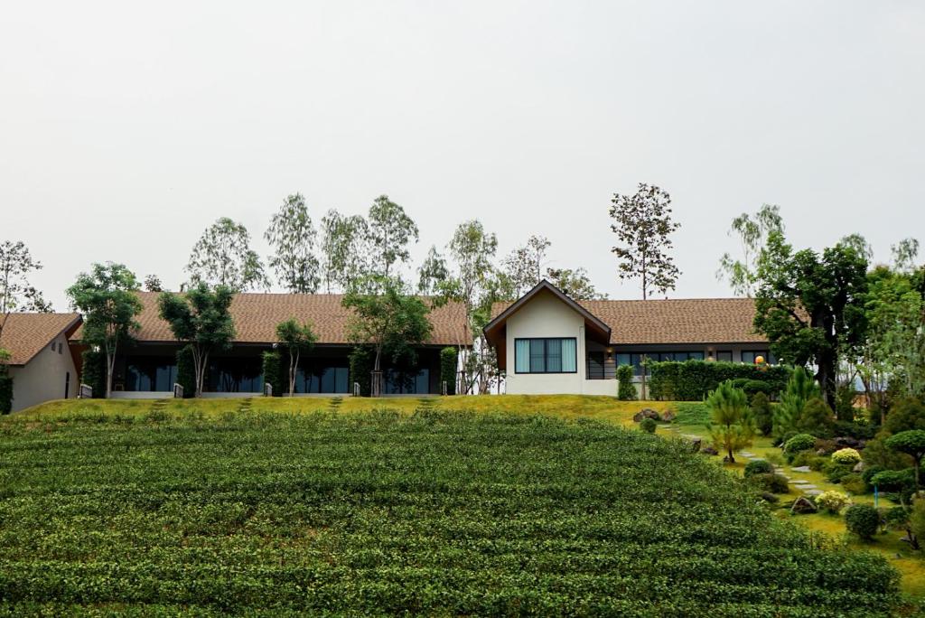 Passa Tea Plantation @Mae On