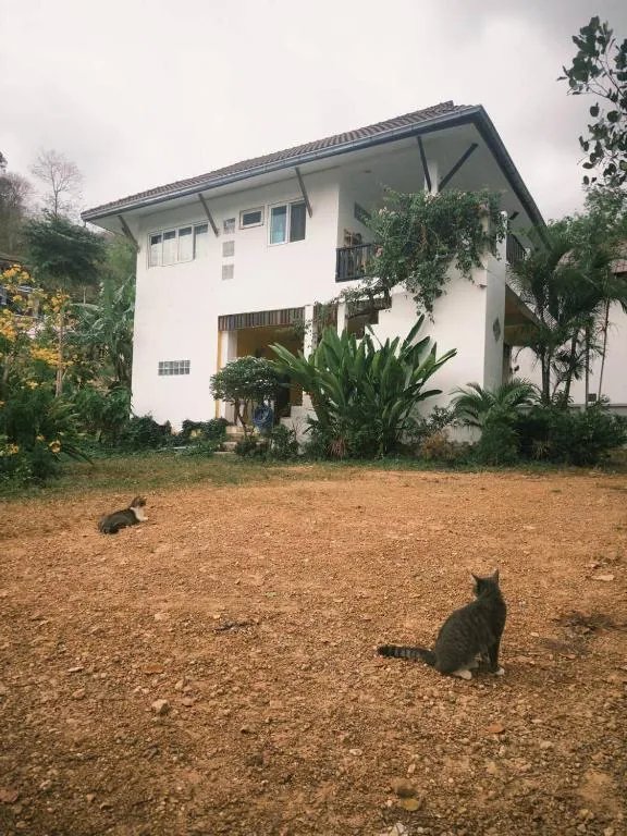 Fluffy Cat Paradise